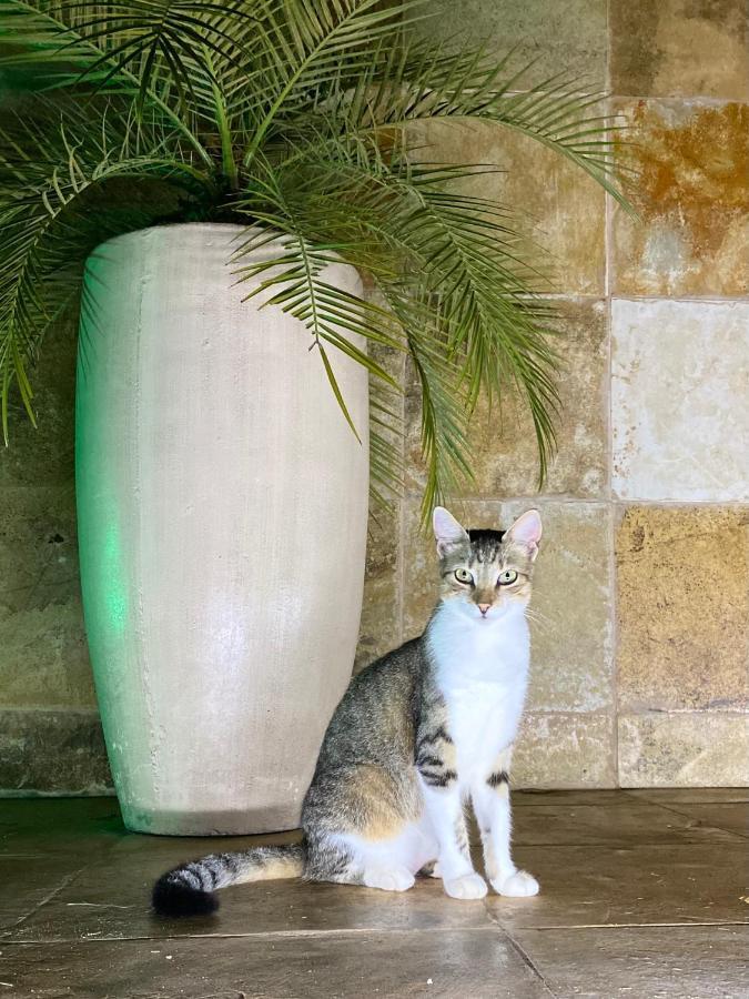 Villa Corsica Prea Exteriér fotografie